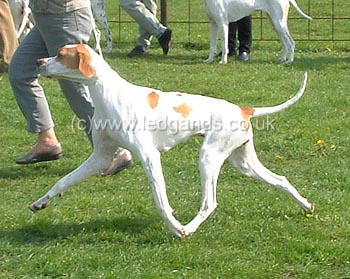 1st Special Yearling Bitch